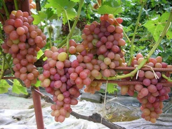 Лучшие ранние сорта винограда: посадка и уход