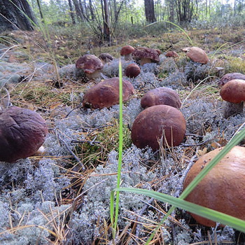 Почему все съедобные грибы можно выращивать на плантациях?