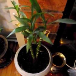 Бамбук счастья Выращивание в домашних условиях
