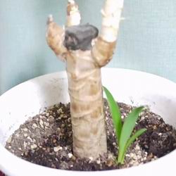 Бамбук счастья Выращивание в домашних условиях