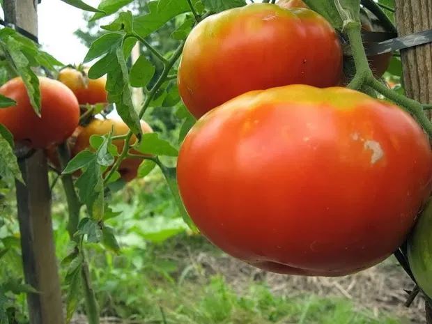 Лучшие сорта крупных томатов: посадка и уход