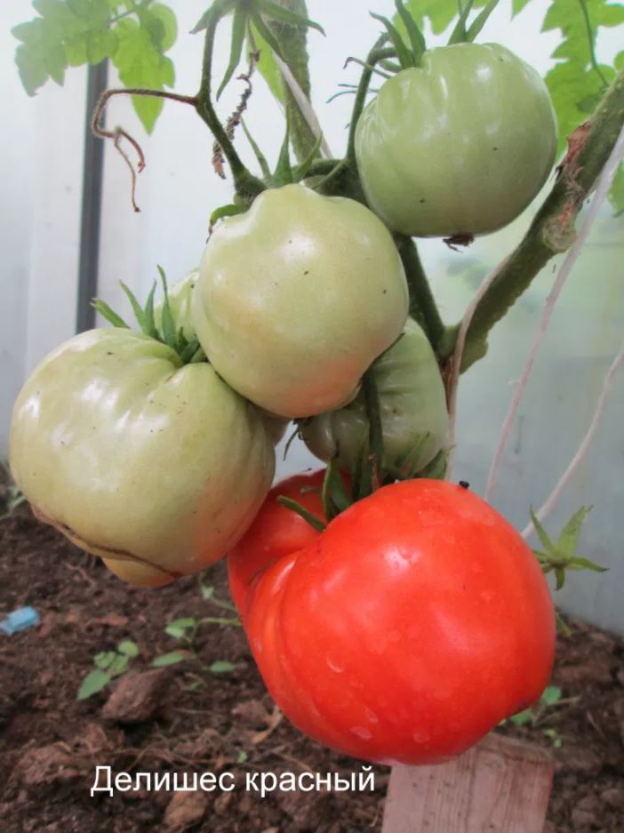 Крупные помидоры Лучшие сорта Посадка и уход