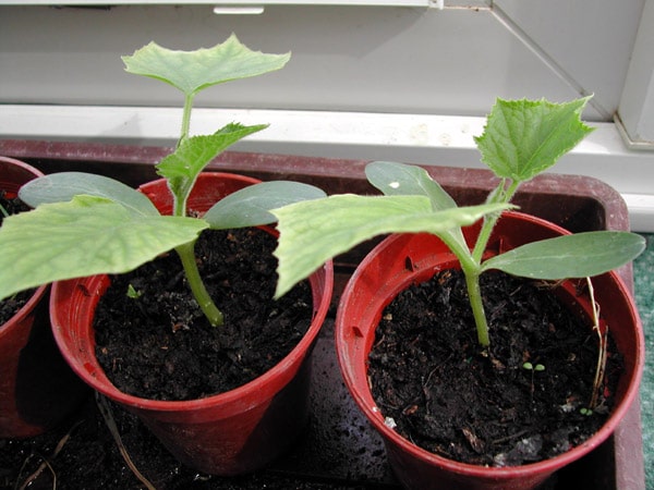 Как выращивать огурцы в теплице зимой из поликарбоната?
