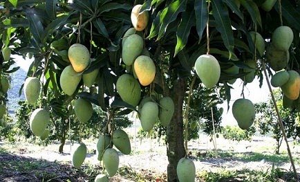 Выращиваем манго в домашних условиях