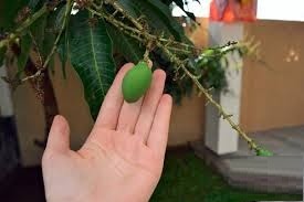 Выращиваем манго в домашних условиях