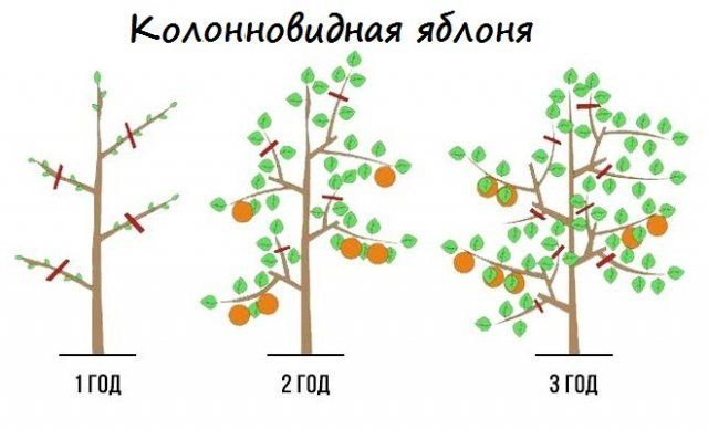 Зачем производить подрезку плодовых деревьев?