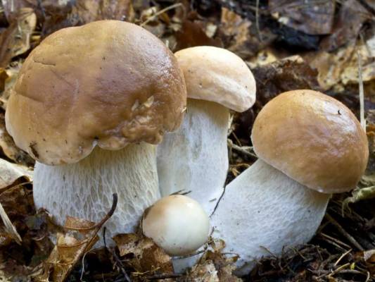Лесные грибы прекрасно чувствуют себя в тепличных условиях