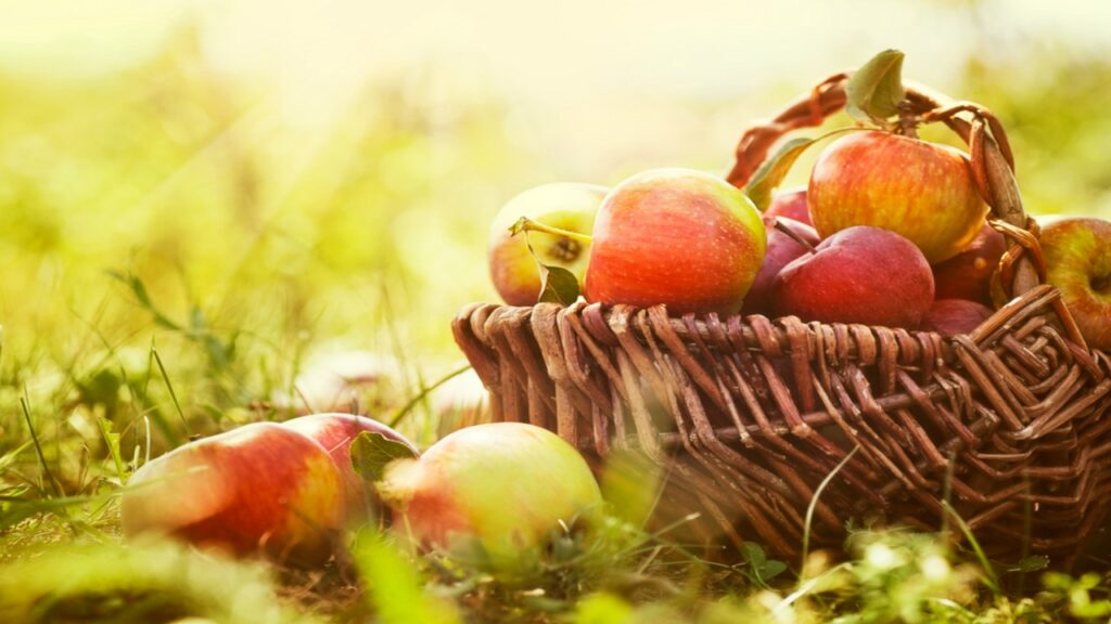 Летние сорта яблок лучшие: посадка и уход