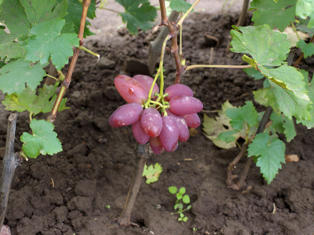 Как правильно выращивать в домашних условиях виноград?