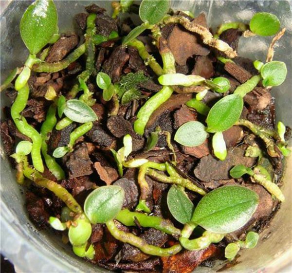 Как выращивать фаленопсис в домашних условиях из семян?