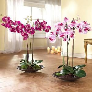 orhideya-v-domashnih-usloviyah-8343032
