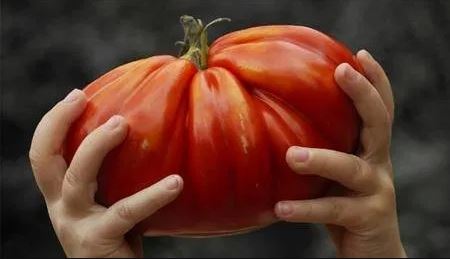 Крупные помидоры Лучшие сорта Посадка и уход