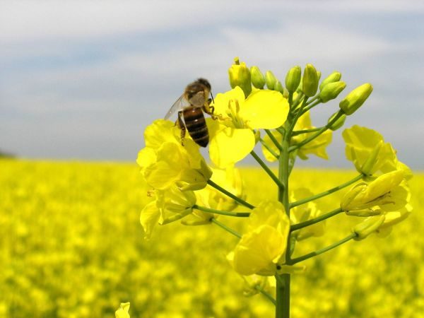 Пчёлы собирают нектар с цветов рапса
