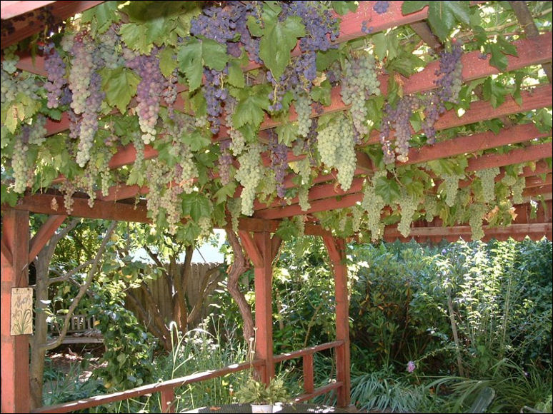 Как правильно выращивать в домашних условиях виноград?