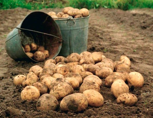 Посадка картофеля в гребни вручную
