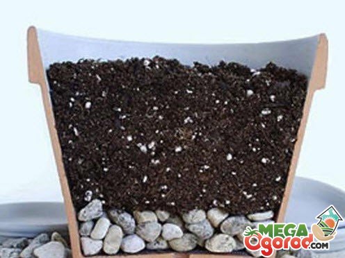 Как в домашних условиях выращивать антуриум?
