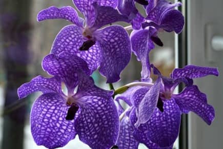 Как выращивать орхидею ванда в домашних условиях?