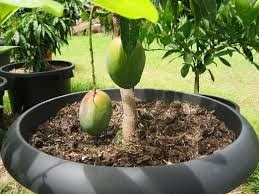 Как выращивают манго в домашних условиях?