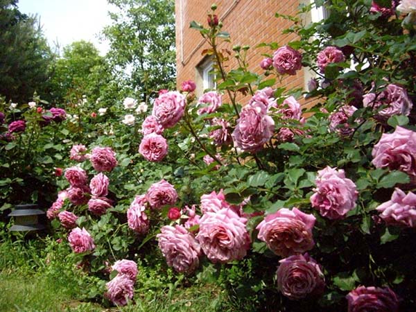 Роза шраб сорт «Агнес Шиллигер»