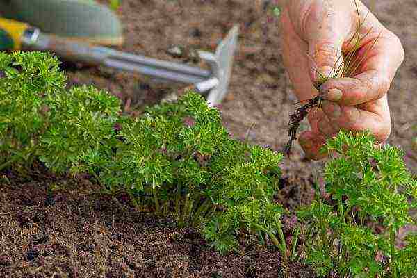 Рыхление почвы и удаление сорняков нужно выполнять не менее 4 раз