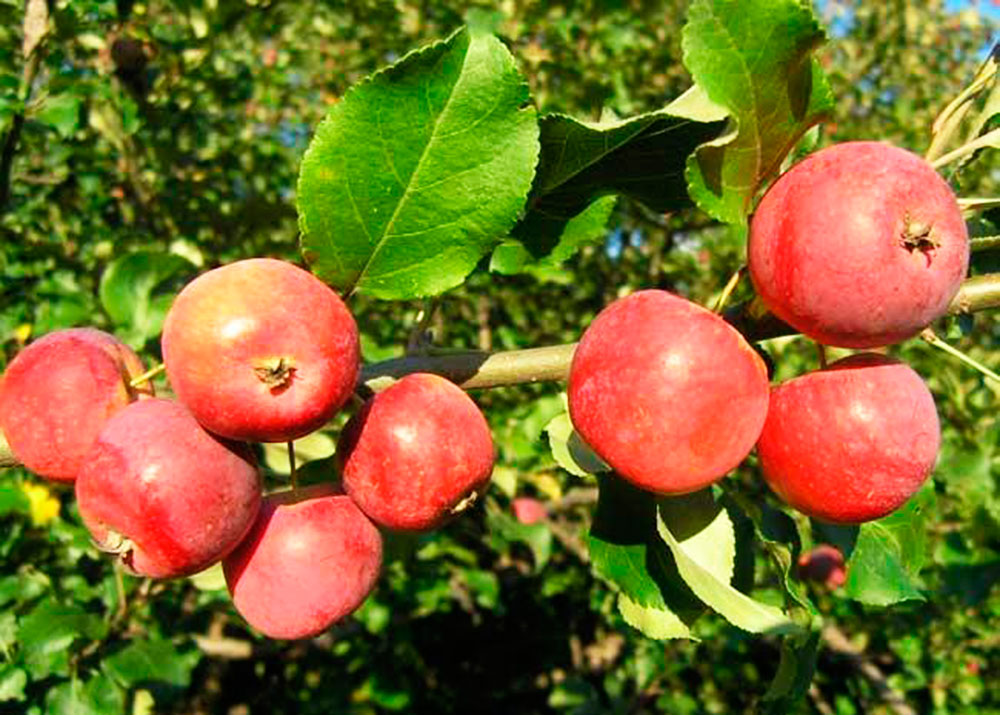 Сорт яблок Алтайский голубок