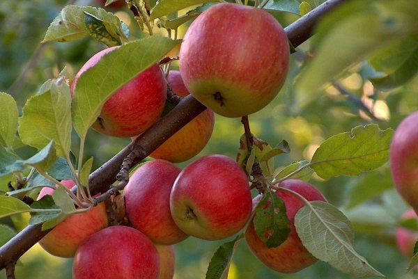 Сорт яблок Амбасси