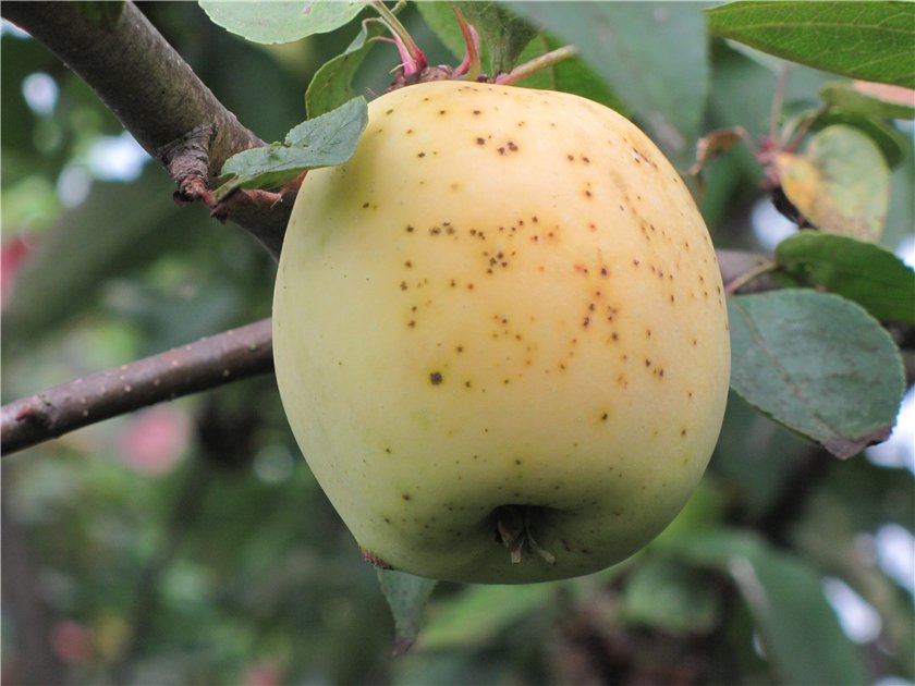 Сорт яблок Аркад летний желтый