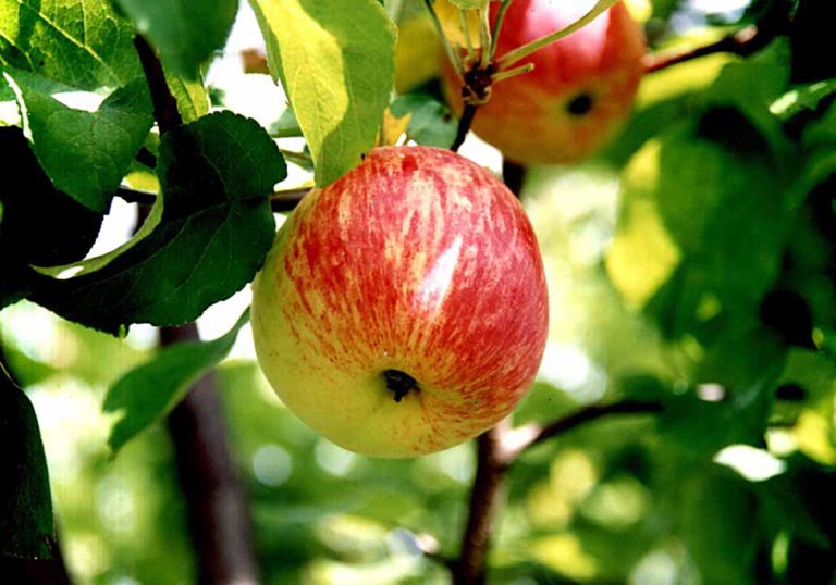 Сорт яблок Боровинка