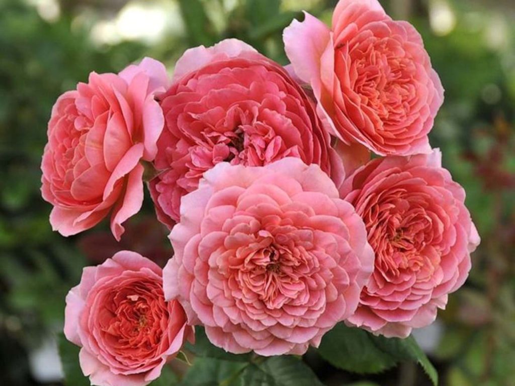 Сорт розы Амандин Шанель