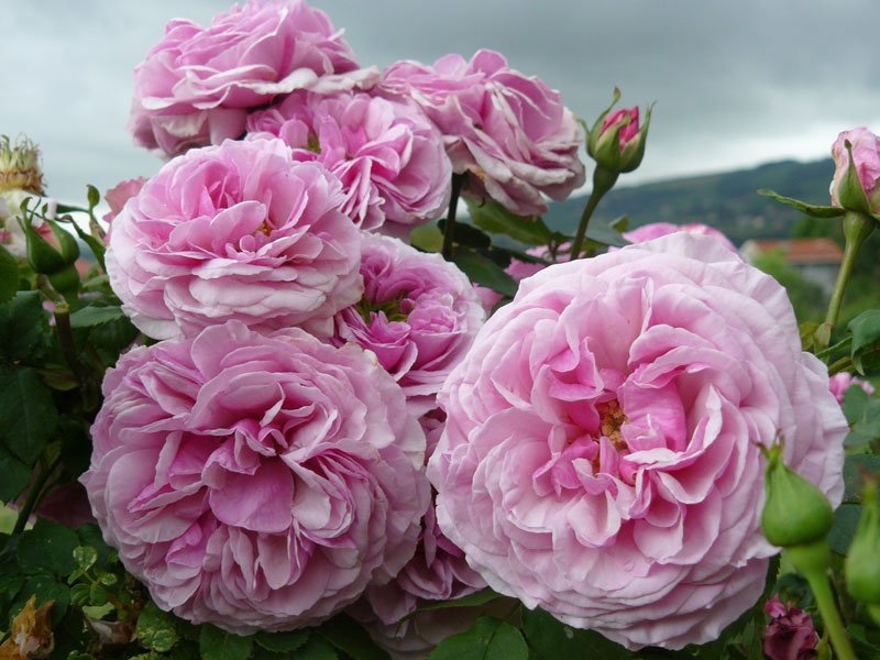 Сорт розы Флоранс Делатре