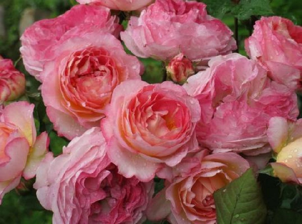 Сорт розы Мадам де Сталь