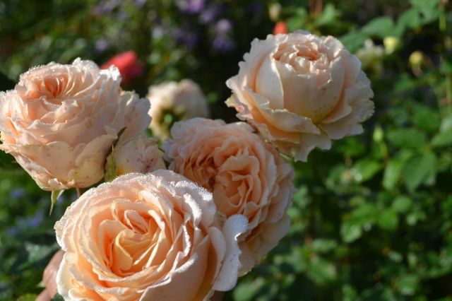 Сорт розы Одиль Маскелье