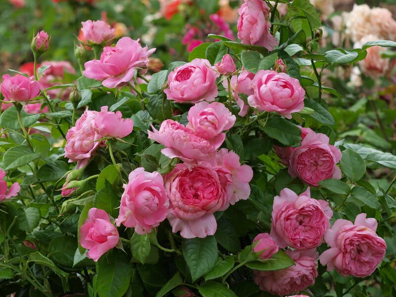 Сорт розы Шанталь Мерье