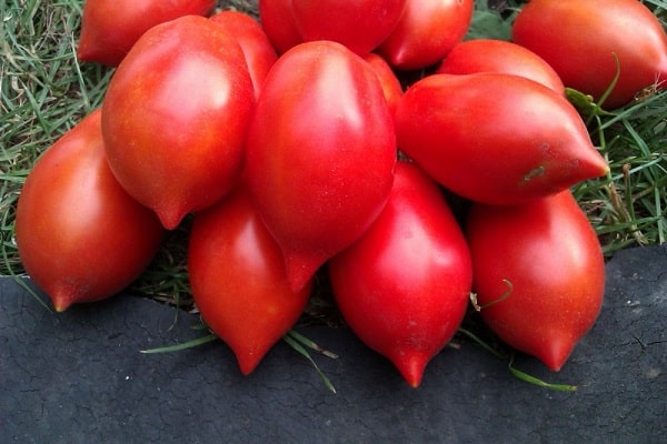 Сорт томатов Алтайский силач