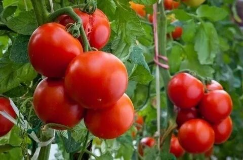 Сорт томатов Торнадо