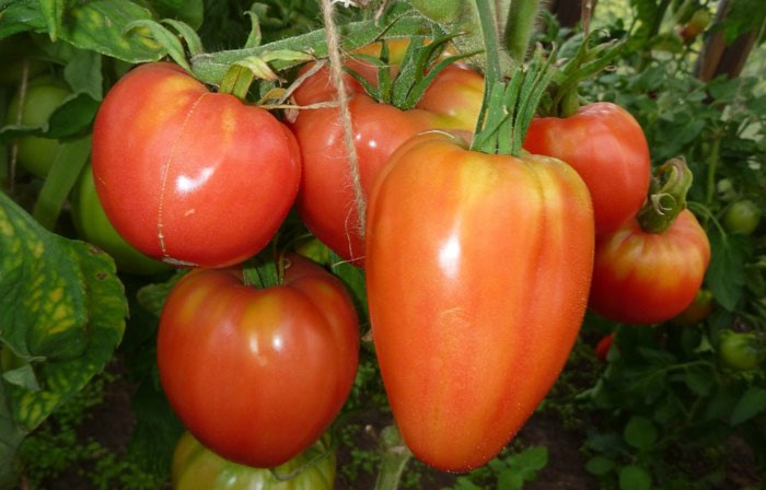 Сорт томатов Вельможа