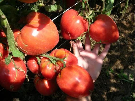 Лучшие сорта крупных помидор: посадка и уход