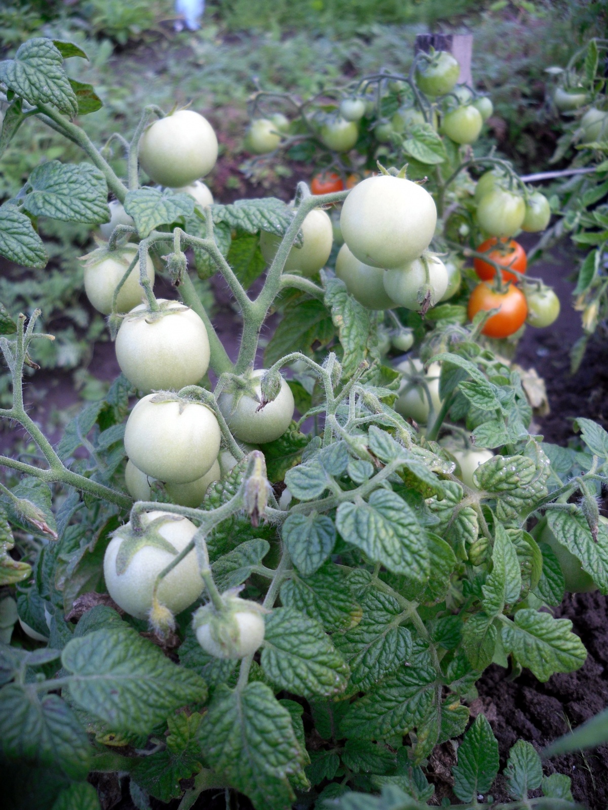 Самые хорошие сорта томатов: посадка и уход