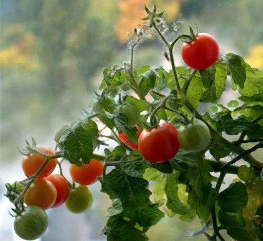 Самые хорошие сорта помидоров: посадка и уход