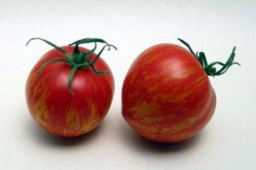 Самые хорошие сорта помидор: посадка и уход