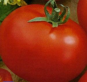 Подскажите хорошие сорта помидоров: посадка и уход
