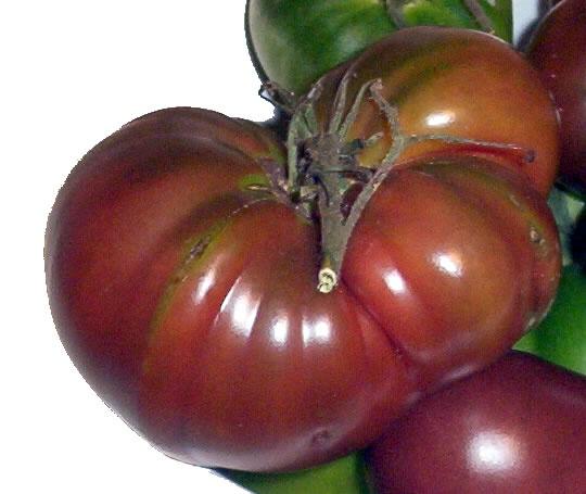 Самые хорошие сорта помидоров: посадка и уход