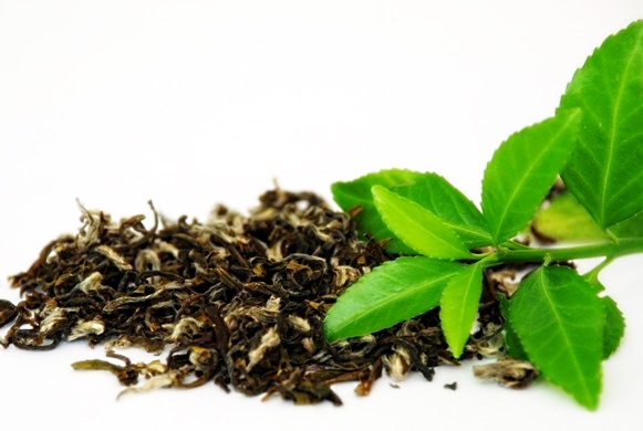 Как выращивать чай в домашних условиях?