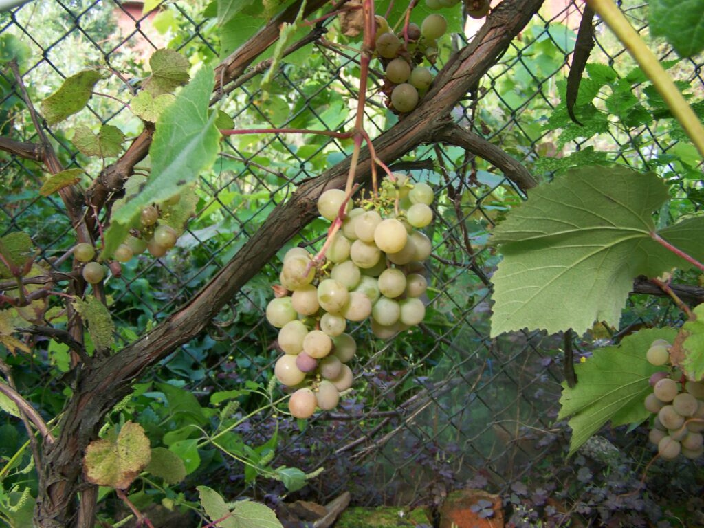 Лучшие темноокрашенные сорта винограда Посадка и уход