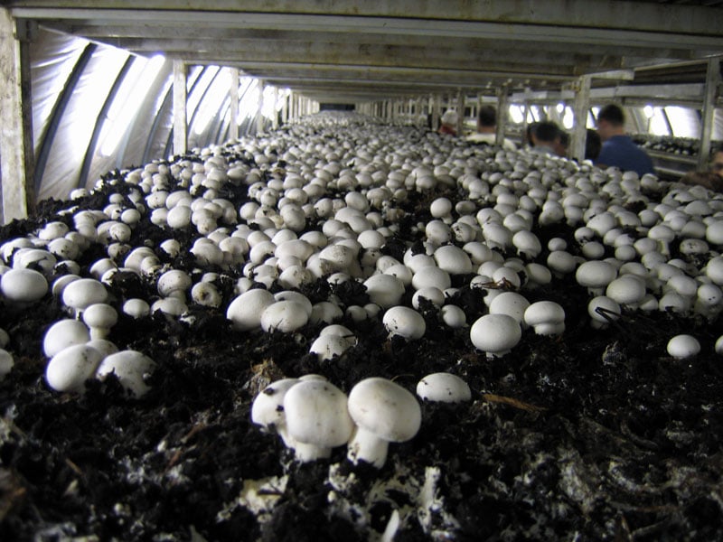 Выращивание грибов в теплице – выгодный бизнес