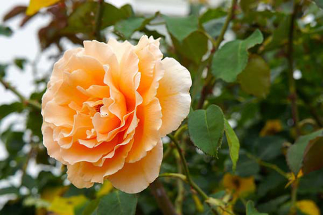 Фото канадской розы