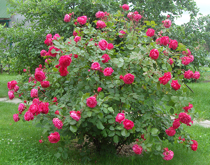 Разнообразие сортов канадской розы