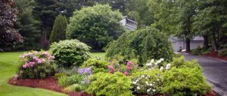 Лучшие декоративные деревья и кустарники для сада