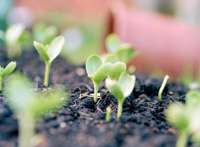 Как посадить арбузы семенами в открытый грунт