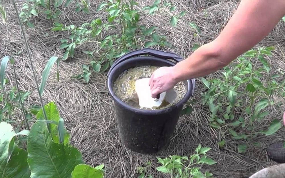 Как правильно посадить пионы в открытый грунт